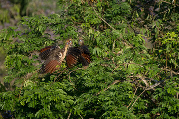 Three Hoatzin, Opisthocomus hoazin, in the forest, Amazon Basin, Brazil