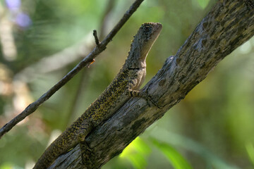 Diving lizard, Uranoscodon superciliosus, climbing a tree, Amazon basin, Brazil