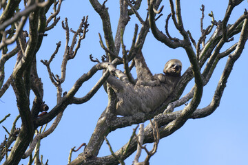 Brown throated Three toed Sloth, Bradypus variegatus, in a tree, Amazon basin, Brazil