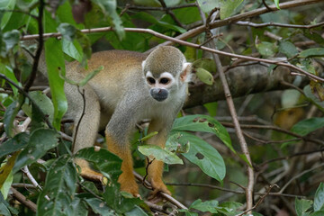 Naklejka na ściany i meble Golden-backed squirrel monkey, Saimiri ustus, Amazon basin, Brazil