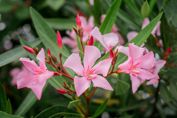 Pink Oleander flower in bloom, Nerium oleander. Flower background. Red tree blossom.