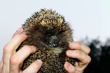 Close-up of a long-eared hedgehog. Men's hands holding a hedgehog