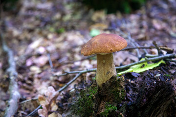 Single Boletus edulis or porcini mushroom growing in the forest. .
