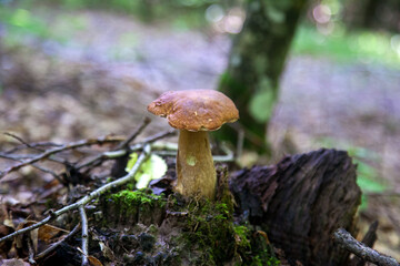 Single Boletus edulis or porcini mushroom growing in the forest. .