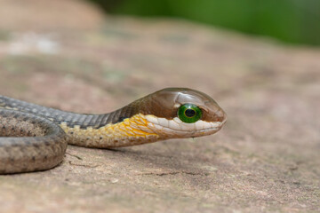 The beautiful eyes of a highly venomous juvenile boomslang (Dispholidus typus), also known as a tree snake or African tree snake