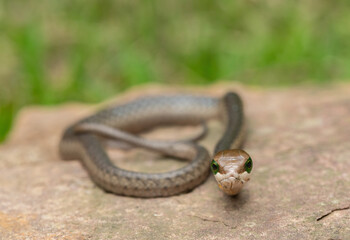 Close-up of a highly venomous boomslang (Dispholidus typus), also known as a tree snake or African tree snake, sitting on a warm rock