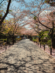 Street with blossoming cherry trees
