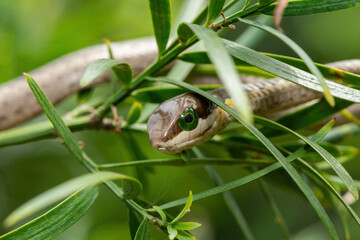 A beautiful juvenile boomslang (Dispholidus typus), also known as a tree snake or African tree snake, in the branches of an indigenous yellowwood tree