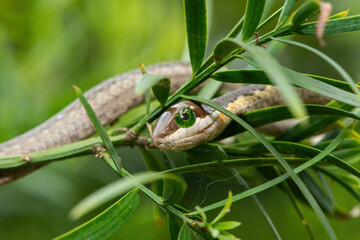 A beautiful juvenile boomslang (Dispholidus typus), also known as a tree snake or African tree snake, in the branches of an indigenous yellowwood tree