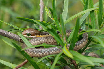 A beautiful juvenile boomslang (Dispholidus typus), also known as a tree snake or African tree snake, in the branches of an indigenous yellowwood tree
