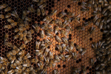 Working bees in a hive on honeycomb. Bees inside hive with sealed and open cells for their young..