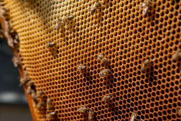 Close up view of working bees on honeycomb with sweet honey..