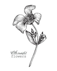 Vintage flowers of clematis. Botanical illustration. Vector graphics element for design logo branding package card. Engraving Hand drawn Black and white sketch