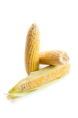 Several ears of sweet corn isolated on a white background. .