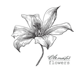 Vintage Flowers clematis. Hand drawn engraving sketch. Vector botanical illustration black and white graphics element for design logo branding