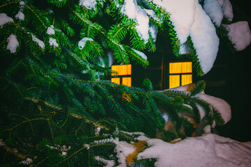 the burning light in the windows of a village house visible through the branches of a fir tree in the snow on a winter evening