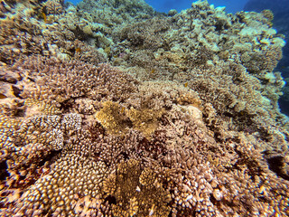 Underwater life of reef with corals and tropical fish. Coral Reef at the Red Sea, Egypt.