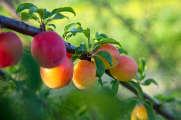 Ripe cherry plum berries in the garden on a tree. Growing cherry plums in a orchard..