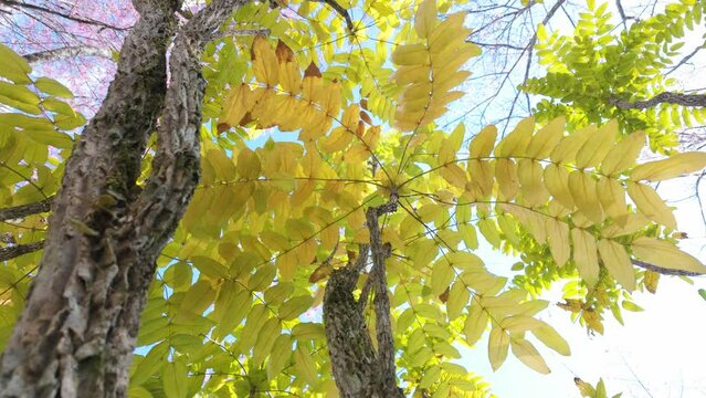 Tree leaves illuminated by sunlight, creating a serene and natural scene. 