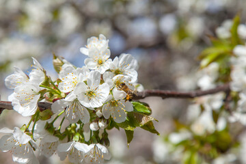 Close up view of working honeybee on white flower of sweet cherry tree. Collecting pollen and nectar to make sweet honey.