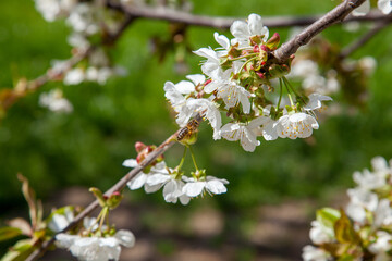 Working honeybee flying over the white flower of sweet cherry tree. Bee looking pollen and nectar to make sweet honey.