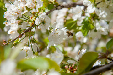 Working honeybee flying over the white flower of sweet cherry tree. Bee looking pollen and nectar to make sweet honey.