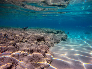 Underwater life of reef with corals and tropical fish. Coral Reef at the Red Sea, Egypt.