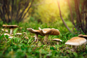 Mushrooms growing in the grass. A colony of fungi, old and young, growing among the grass and...