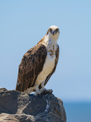 Close up of an Eastern Osprey perched on a rock in natural native environment