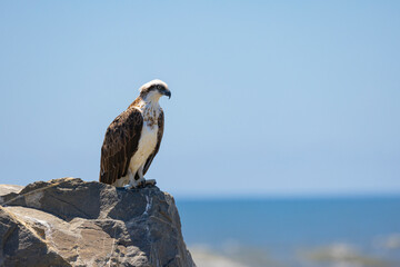 Close up of an Eastern Osprey perched on a rock in natural native environment