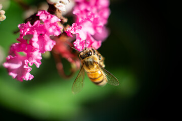 Bee on Flower