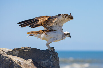 Close up of an Eastern Osprey perched on a rock in natural native environment