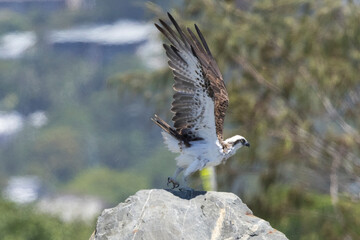 Eastern Osprey in flight in natural native environment