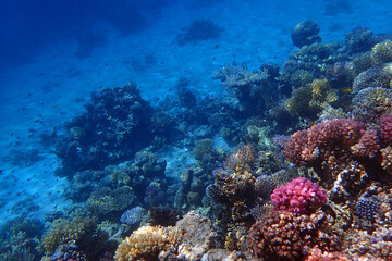 Obraz na płótnie Canvas coral reef in the Red Sea