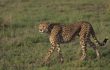 side profile of adult cheetah walking on the hunt in the wild savannah of serengeti national park, tanzania