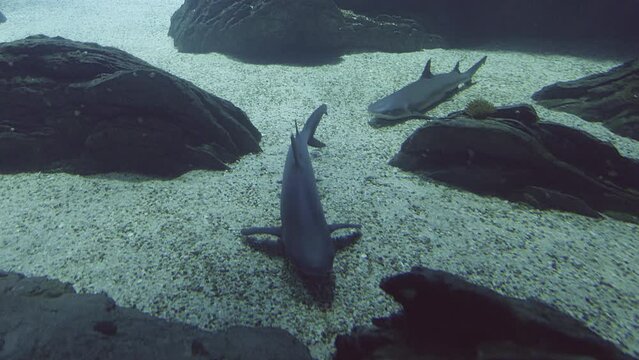 View of Lisbon oceanarium tank with sharks and rays.