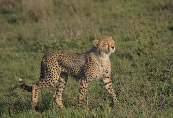 cute cheetah cub walking and enjoying the warm sun rays on its face in the wild savannah of serengeti national park, tanzania