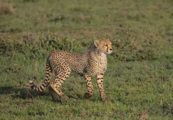 side view of adorable and curious cheetah cub standing alert in the wild savannah of serengeti national park, tanzania