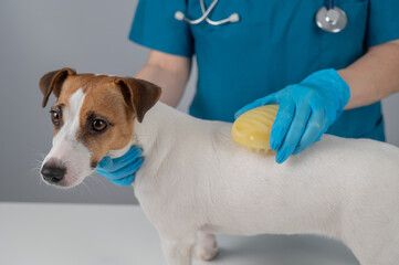 A veterinarian brushes a dog with a silicone brush. Jack Russell Terrier in a muzzle during grooming.