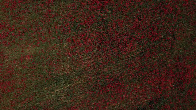 Drone vertical zenithal elevation over flowering fields of red poppies