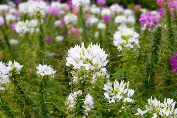 Cleome spinosa flower in the park