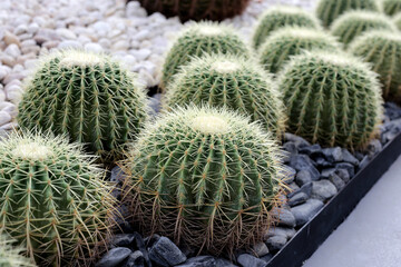 Golden ball cactus or echinocactus grusonii