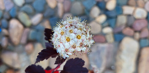 Viburnum pemphigus with brown leaves on a background of stones. - obrazy, fototapety, plakaty
