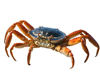 Red crab isolated on white, Crab isolated on a white background, Crab png, Crab transparent background, crab wallpaper,