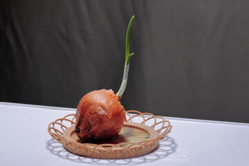 観賞用　玉ねぎ