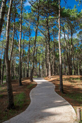 Trail in a beautiful pine forest