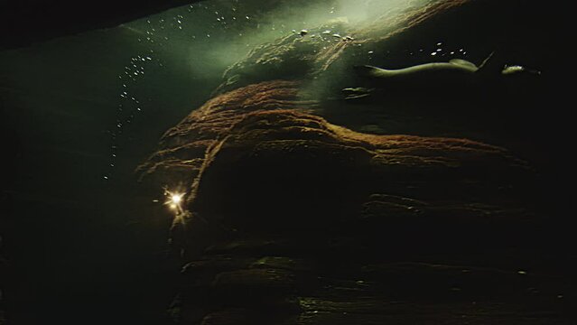 View of the Lisbon oceanarium tank with reef, dark area and pinguin swiming under water.