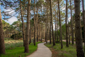 Trail in a beautiful pine forest