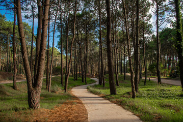 Trail in a beautiful pine forest