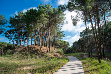 Trail in a beautiful pine forest